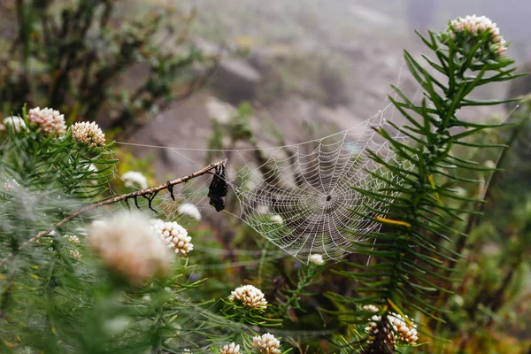 Rede de aranha com gotas de água, nevoeiro matinal — Fotografia de Stock