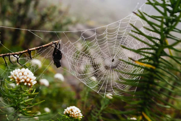 Мережа павуків з краплями води, ранковий туман — стокове фото