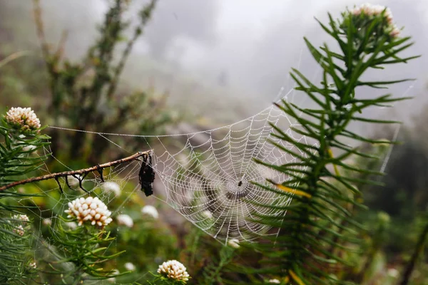 Rede de aranha com gotas de água, nevoeiro matinal — Fotografia de Stock