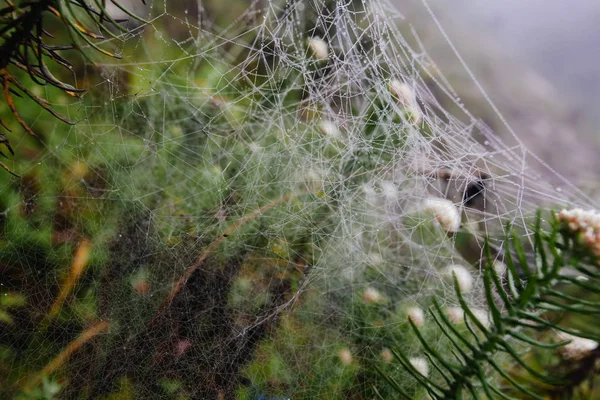 Rede de aranha com gotas de água, nevoeiro matinal — Fotografia de Stock