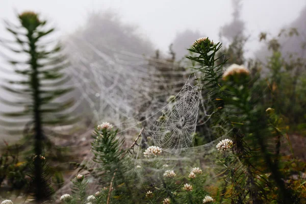 Spider net with water drops, early morning fog — Stock Photo, Image