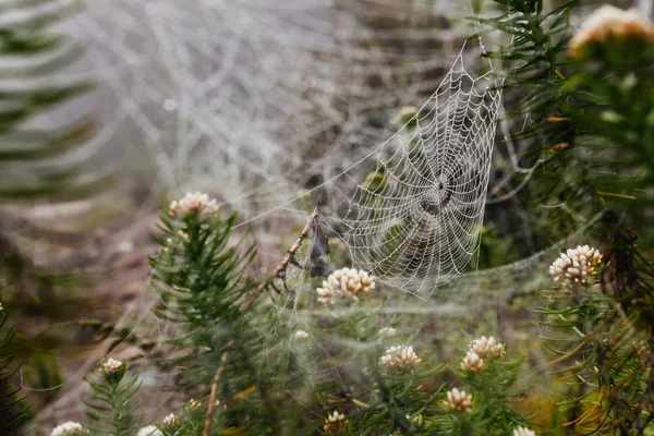 Rede de aranha com gotas de água, nevoeiro matinal — Fotografia de Stock