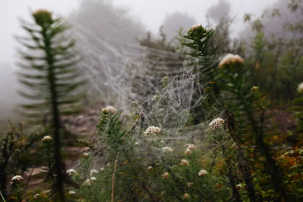 Rede de aranha com gotas de água, nevoeiro matinal — Fotografia de Stock