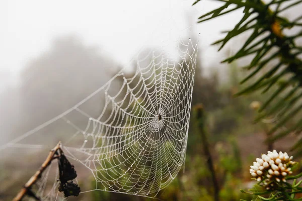 Rede de aranha com gotas de água, nevoeiro matinal — Fotografia de Stock