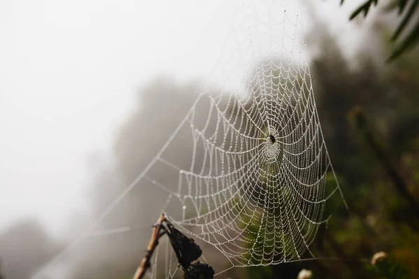 Rede de aranha com gotas de água, nevoeiro matinal — Fotografia de Stock