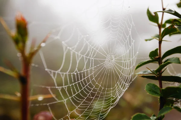 Rede de aranha com gotas de água, nevoeiro matinal — Fotografia de Stock