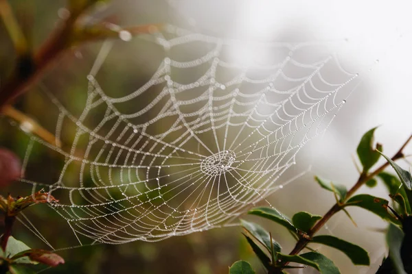 Rede de aranha com gotas de água, nevoeiro matinal — Fotografia de Stock