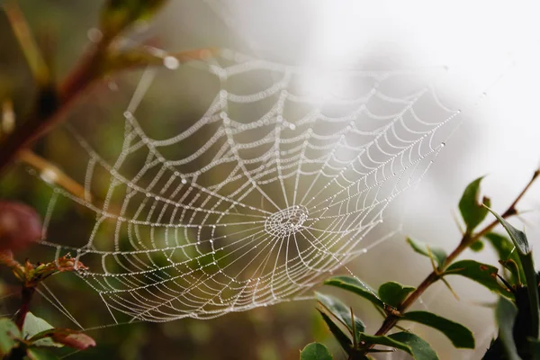 Rede de aranha com gotas de água, nevoeiro matinal — Fotografia de Stock