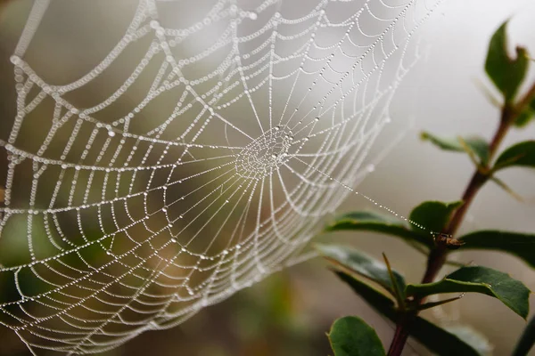 Spindel netto med vatten droppar, tidiga morgondimman — Stockfoto