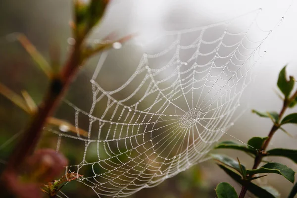 Rede de aranha com gotas de água, nevoeiro matinal — Fotografia de Stock