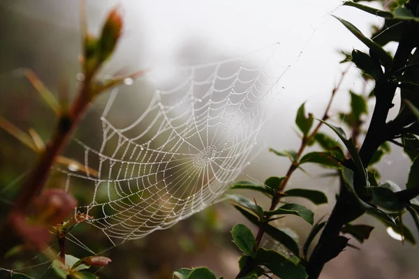 Rede de aranha com gotas de água, nevoeiro matinal — Fotografia de Stock