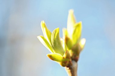 İlk leafes ve böbrekler bahar uçağını güneş ışığı