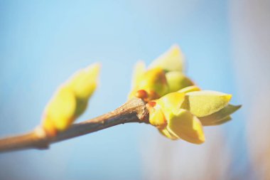 İlk leafes ve böbrekler bahar uçağını güneş ışığı