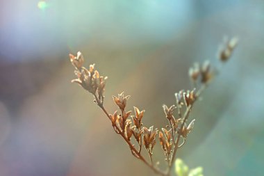 İlk leafes ve böbrekler bahar uçağını güneş ışığı