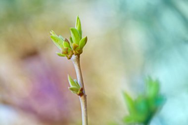 İlk leafes ve böbrekler bahar uçağını güneş ışığı