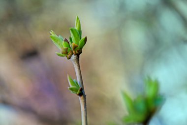 İlk leafes ve böbrekler bahar uçağını güneş ışığı