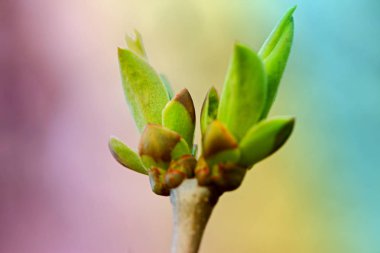 İlk leafes ve böbrekler bahar uçağını güneş ışığı