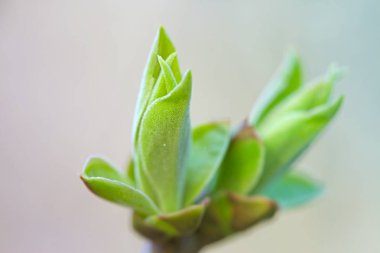 İlk leafes ve böbrekler bahar uçağını güneş ışığı