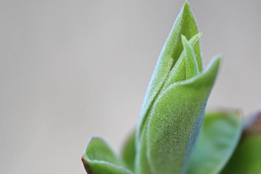 İlk leafes ve böbrekler bahar uçağını güneş ışığı