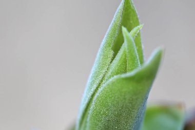 İlk leafes ve böbrekler bahar uçağını güneş ışığı