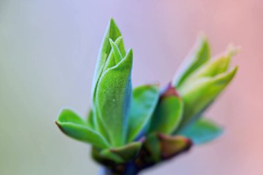 İlk leafes ve böbrekler bahar uçağını güneş ışığı
