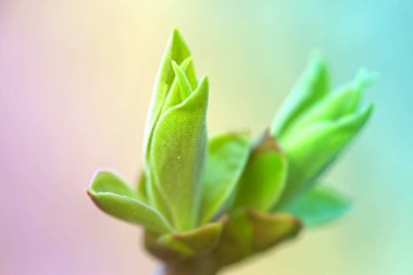 İlk leafes ve böbrekler bahar uçağını güneş ışığı