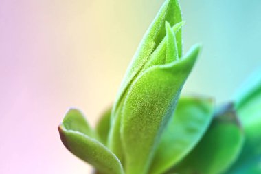 İlk leafes ve böbrekler bahar uçağını güneş ışığı