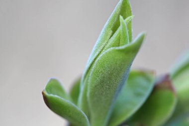 İlk leafes ve böbrekler bahar uçağını güneş ışığı