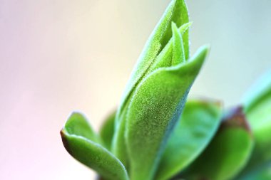 İlk leafes ve böbrekler bahar uçağını güneş ışığı
