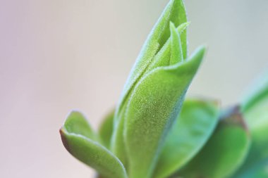 İlk leafes ve böbrekler bahar uçağını güneş ışığı