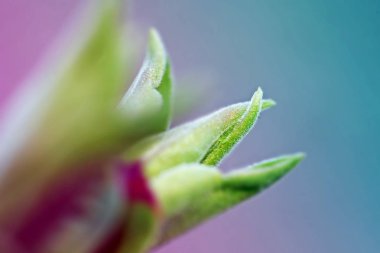 İlk leafes ve böbrekler bahar uçağını güneş ışığı