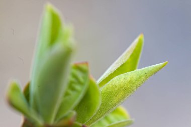 İlk leafes ve böbrekler bahar uçağını güneş ışığı