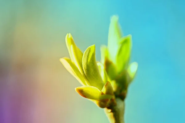 Pierwszy Leafes Nerki Słońcu Inbright Wiosna — Zdjęcie stockowe