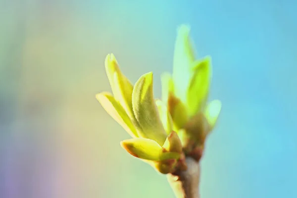 Primeiras Folhas Rins Primavera Luz Solar Inbright — Fotografia de Stock