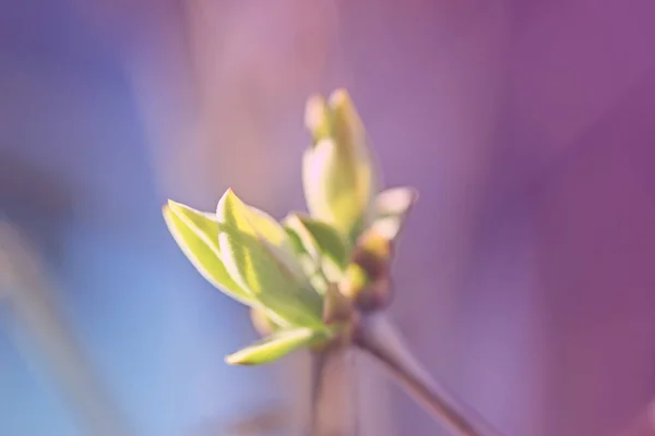 První Leafes Ledviny Jarním Slunci Inbright — Stock fotografie