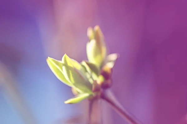 Pierwszy Leafes Nerki Słońcu Inbright Wiosna — Zdjęcie stockowe