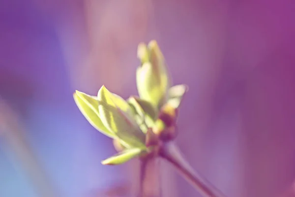 První Leafes Ledviny Jarním Slunci Inbright — Stock fotografie