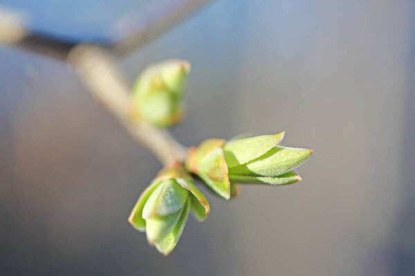 First leafes and kidneys  in spring inbright sunlight