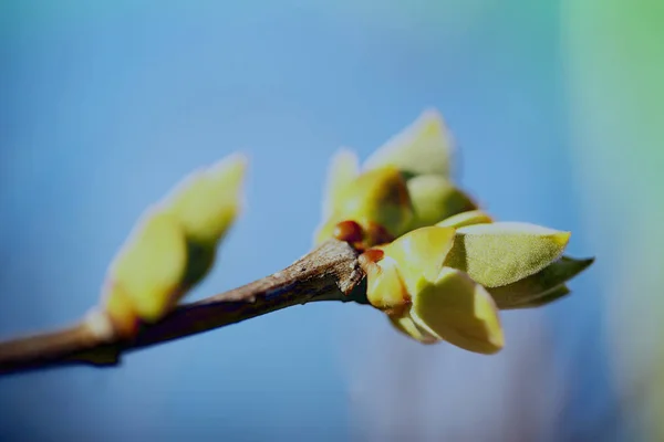 První Leafes Ledviny Jarním Slunci Inbright — Stock fotografie