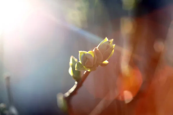 Primeiras Folhas Rins Primavera Luz Solar Inbright — Fotografia de Stock