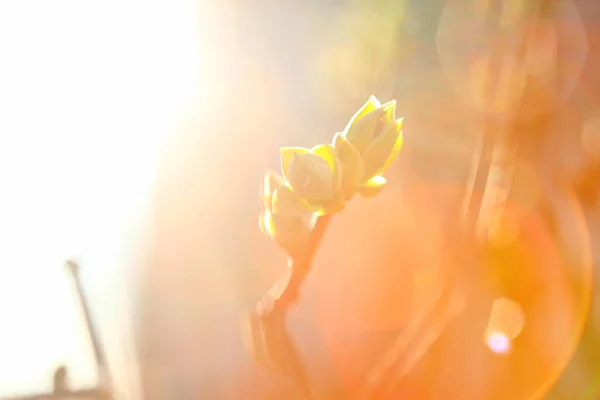 Первые Листочки Почки Весной Ярком Солнечном Свете — стоковое фото