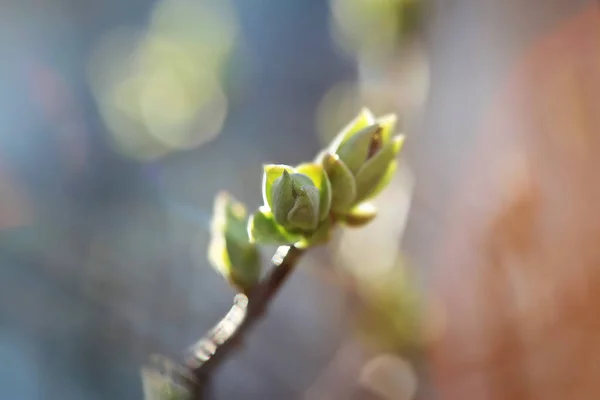 Первые Листочки Почки Весной Ярком Солнечном Свете — стоковое фото