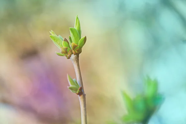 Leafes Böbrekler Bahar Uçağını Güneş Işığı — Stok fotoğraf