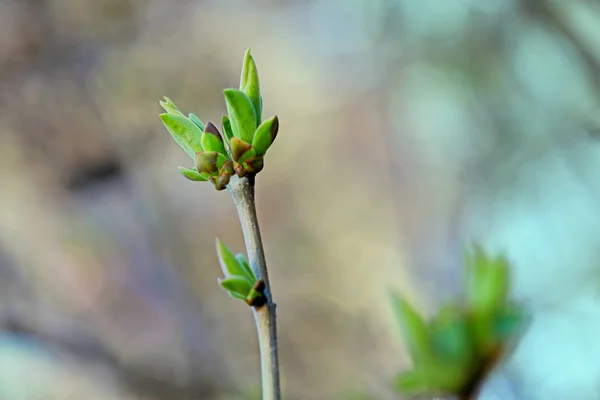 Első Leafes Vesék Tavaszi Inbright Napfény — Stock Fotó