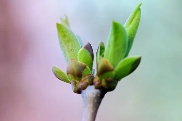 Első Leafes Vesék Tavaszi Inbright Napfény — Stock Fotó