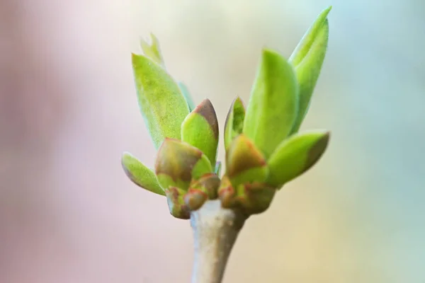 Első Leafes Vesék Tavaszi Inbright Napfény — Stock Fotó