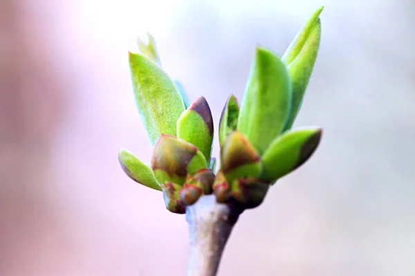 First Leafes Kidneys Spring Inbright Sunlight — Stock Photo, Image