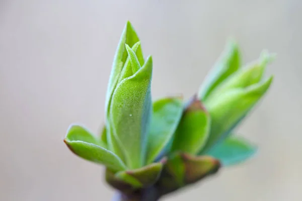 První Leafes Ledviny Jarním Slunci Inbright — Stock fotografie