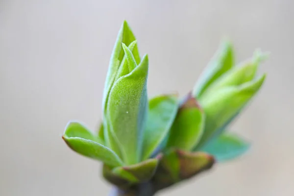 První Leafes Ledviny Jarním Slunci Inbright — Stock fotografie