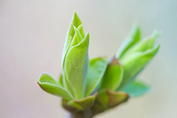 Első Leafes Vesék Tavaszi Inbright Napfény — Stock Fotó